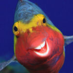 Profile photo of Bboss